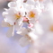２０１４．桜撮り納