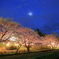 おぼろ月夜で花見