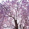 桜シャワー