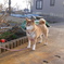 遠くを見つめる柴犬ももちゃん
