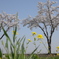 桜並木で