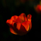 花のささやき♪