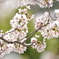 今年の桜