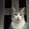 寺ねこ。