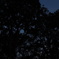 夜の森