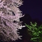 桜と若葉