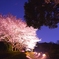 夜桜