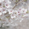 さくら、咲く (5)