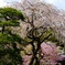『皇居の桜』〜その弐〜