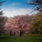 桜の木