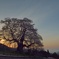 醍醐桜と雲海