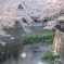 散りゆく仙川の桜