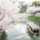 伏見の春景　－十石船と桜Ⅱ