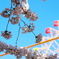 桜2