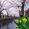 桜3