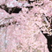 しだれ桜