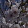 桜1