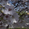 桜2