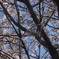 桜3