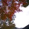 紅葉見上げて．