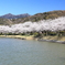 近隣桜名所めぐり 《 北条大池 》