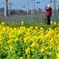 菜の花