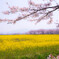 桜と菜の花畑