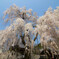 枝垂れ桜