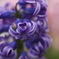 spring　curl