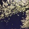 夜葉桜