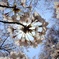 満開の桜の樹の下で