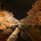 松川の夜桜