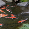 花より団鯉！