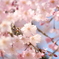 ｓａｋｕｒａ　ｆａｃｅ