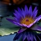 涙の泉の上花咲かせ