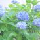 紫陽花