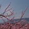 『実りへの序章』