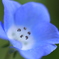 蒼の星
