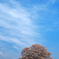 春空に一本桜