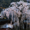 受継がれる枝垂れ桜