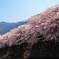 桜列車