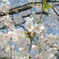 桜　－2014－