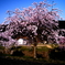 しだれ桜