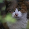 野良猫