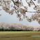 近隣桜名所めぐり 《 愛国学園 》