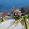 7分咲き