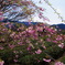 茶と桜
