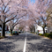 練馬春日町の桜トンネル