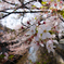 石神井川の桜