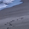 浜辺の足跡